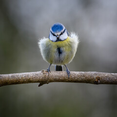 Blue Tit in sunlight perched on a branch