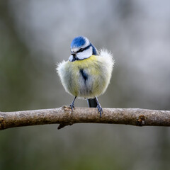 Blue Tit in sunlight perched on a branch