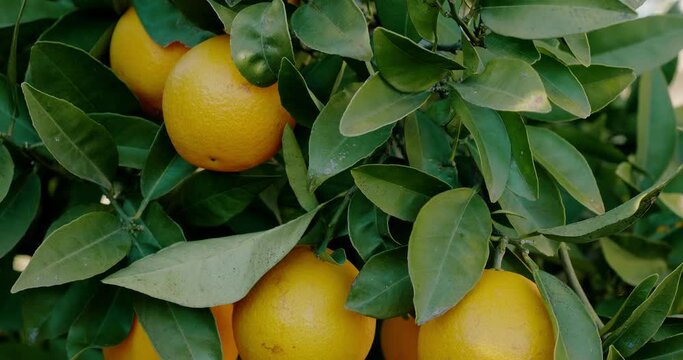 Ripe orange growing on tree at sunlight
