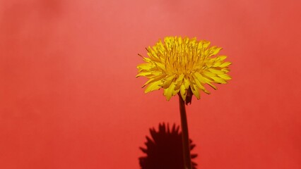 Yellow dandelion flower on vivid red background