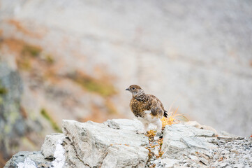 ライチョウの幼鳥