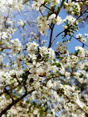 blooming apple tree against the sky