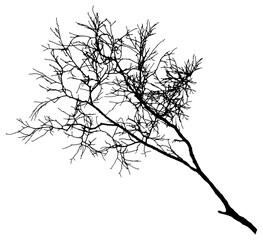 Bare branch of tree, silhouette. Vector illustration