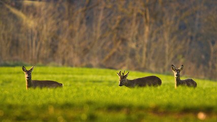 Drei Rehe stehen Aufmerksam in einem Feld in der Morgensonne
