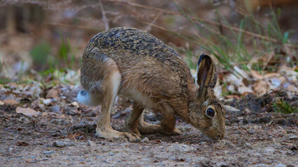 Feldhase sitzt aufmerksam auf einem Waldweg