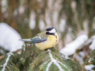Cute bird Great tit, songbird sitting on the fir branch with snow in winter