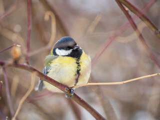 Cute bird Great tit, songbird sitting on a branch without leaves in the autumn or winter.