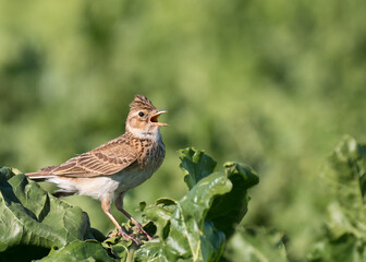 Die Feldlerche (Alauda arvensis)