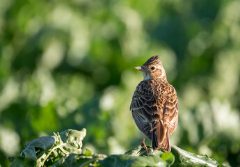 Die Feldlerche (Alauda arvensis)
