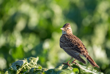 Die Feldlerche (Alauda arvensis)