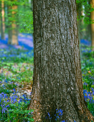 Beautiful close-up of a trunk tree