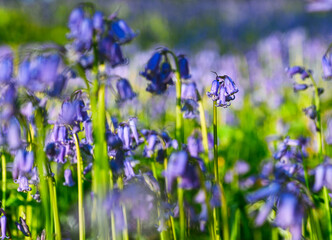 Beautiful close-up of a bluebell