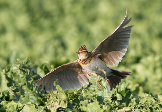 Die Feldlerche (Alauda arvensis)