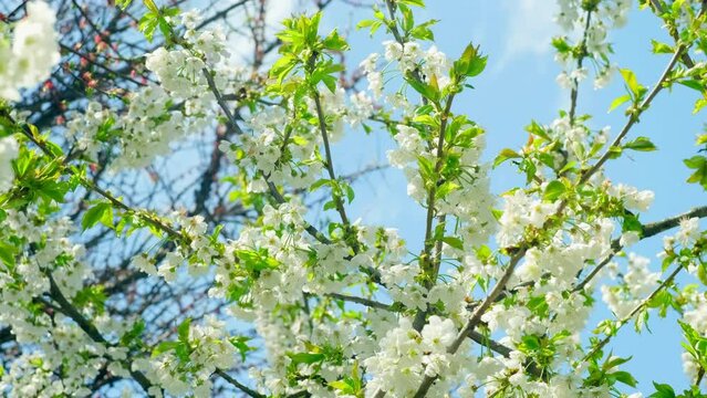 Background of cherry branch with flowers in spring bloom. White flowers of blooming Cherries tree in spring against blue sky on a Sunny day in nature outdoors. Sakura flower