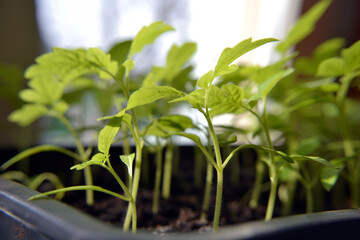 Tomato seedlings in plastic pots ready to plant. Preparation for transplantation in the greenhouse. Growing organic vegetables at home. Nature, harvest. Selective focus