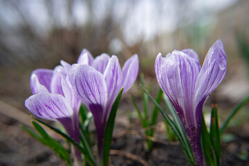 Three purple crocus in a field of spring. View of blooming flowers crocus growing in an organic garden. Spring scene close-up. The amazing beauty of nature. Beautiful flowers, colorful 