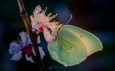 farfalla