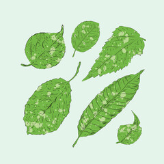 Different shapes of realistic leaves in digital illustration art design