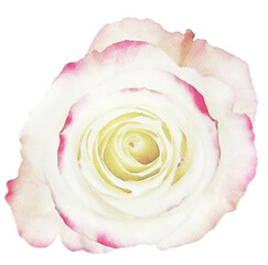 rose watercolor flower,watercolor rose isolated on white decor element