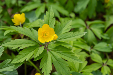 In the spring in the wild forest blooms anemone yellow Anemone ranunculoides