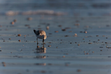 Shorebird Sanderling Calidris alba in search of food on a sandy beach in Morbihan, France