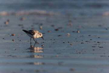 Shorebird Sanderling Calidris alba in search of food on a sandy beach in Morbihan, France