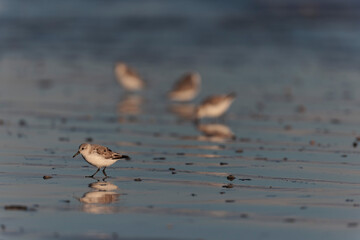 Shorebird Sanderling Calidris alba in search of food on a sandy beach in Morbihan, France
