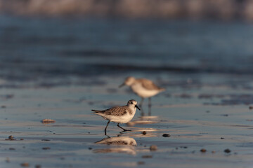 Shorebird Sanderling Calidris alba in search of food on a sandy beach in Morbihan, France