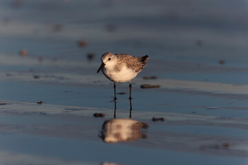 Shorebird Sanderling Calidris alba in search of food on a sandy beach in Morbihan, France