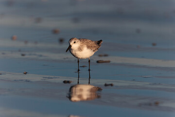 Shorebird Sanderling Calidris alba in search of food on a sandy beach in Morbihan, France