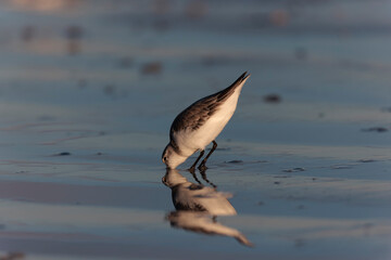 Shorebird Sanderling Calidris alba in search of food on a sandy beach in Morbihan, France