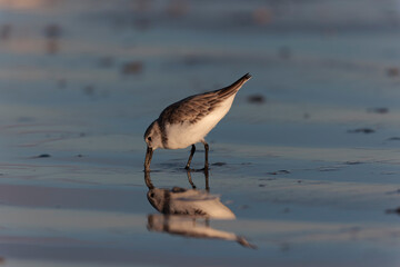 Shorebird Sanderling Calidris alba in search of food on a sandy beach in Morbihan, France