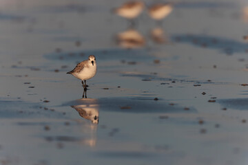 Shorebird Sanderling Calidris alba in search of food on a sandy beach in Morbihan, France