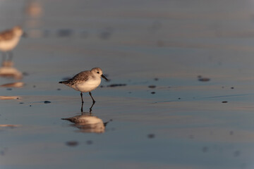 Shorebird Sanderling Calidris alba in search of food on a sandy beach in Morbihan, France