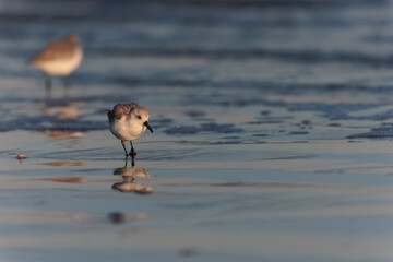 Shorebird Sanderling Calidris alba in search of food on a sandy beach in Morbihan, France