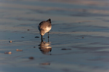 Shorebird Sanderling Calidris alba in search of food on a sandy beach in Morbihan, France