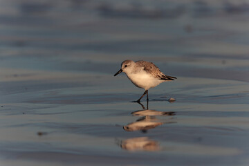 Shorebird Sanderling Calidris alba in search of food on a sandy beach in Morbihan, France