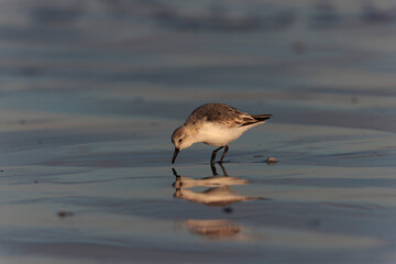 Shorebird Sanderling Calidris alba in search of food on a sandy beach in Morbihan, France