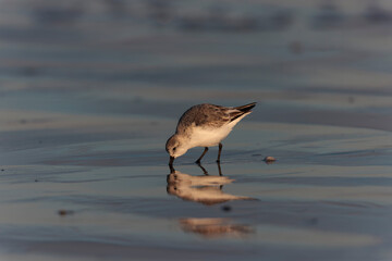 Shorebird Sanderling Calidris alba in search of food on a sandy beach in Morbihan, France