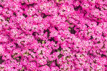 colorful flower background