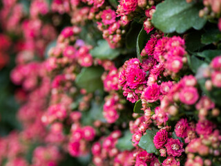 colorful flower background