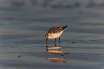 Shorebird Sanderling Calidris alba in search of food on a sandy beach in Morbihan, France