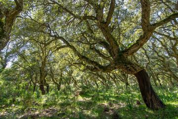cork oak forest in the Giara plateau, Sardinia, Italy