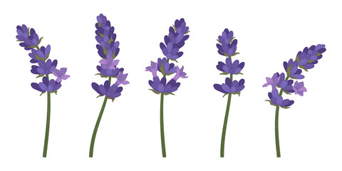 Set of purple lavender blooming flowers illustration.