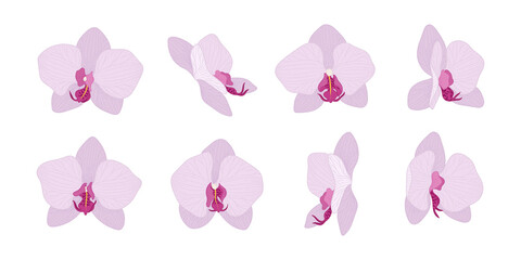 Obraz na płótnie Canvas Set of pink orchid blooming flowers illustration.