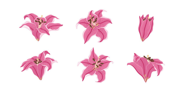 Set of pink lily blooming flowers illustration.