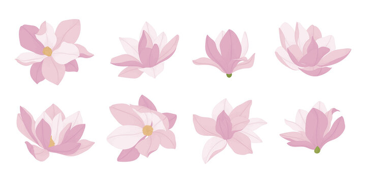 Set of pink magnolia blooming flowers illustration.
