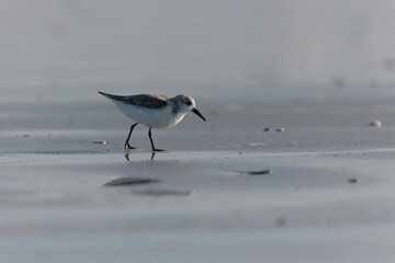 Shorebird Sanderling Calidris alba in search of food on a sandy beach in Morbihan, France