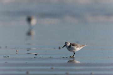 Shorebird Sanderling Calidris alba in search of food on a sandy beach in Morbihan, France