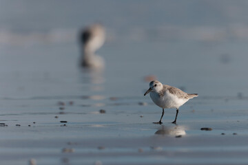 Shorebird Sanderling Calidris alba in search of food on a sandy beach in Morbihan, France